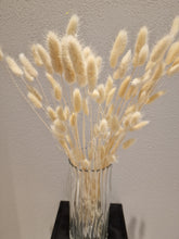 Lade das Bild in den Galerie-Viewer, Lagurus Kaninchenschwanz Weiß 80gr - Getrocknete Blumen und Blätter
