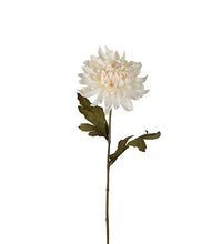 Ladda upp bild till gallerivisning, Chrysanthemum Offwhite 70 cm
