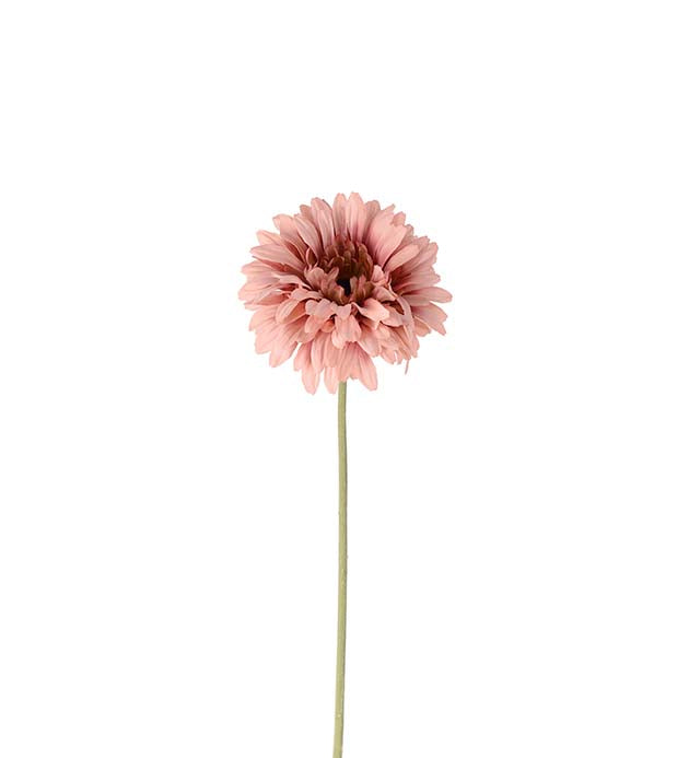 Gerbera gammelrosa 55 cm