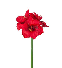 Ladda upp bild till gallerivisning, Amaryllis 65 cm Röd
