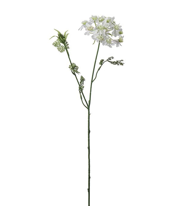 Blomsterkörvel 73 cm Vit