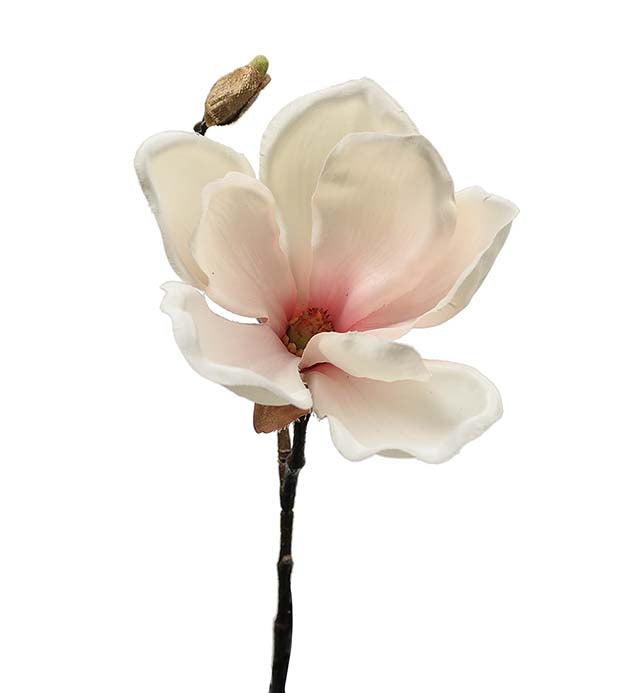 Magnolia 30 cm Rosa