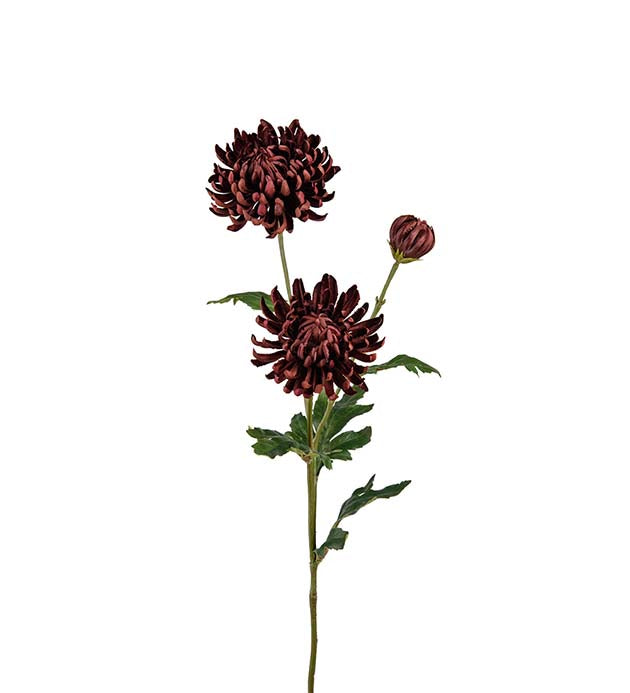 Chrysanthemum Vinröd 60 cm