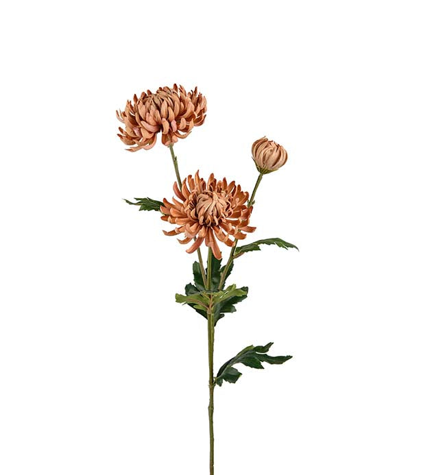 Chrysanthemum Brun 60 cm