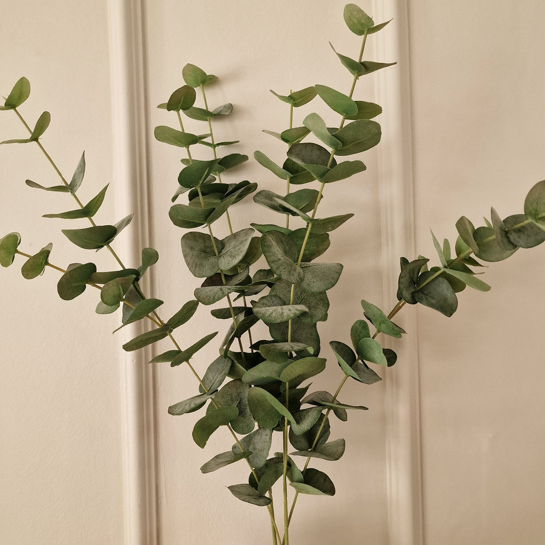 Eucalyptus 60 cm