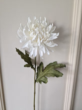 Ladda upp bild till gallerivisning, Chrysanthemum Offwhite 70 cm
