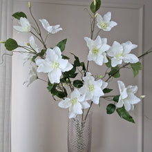 Ladda upp bild till gallerivisning, Clematis 85 cm vit
